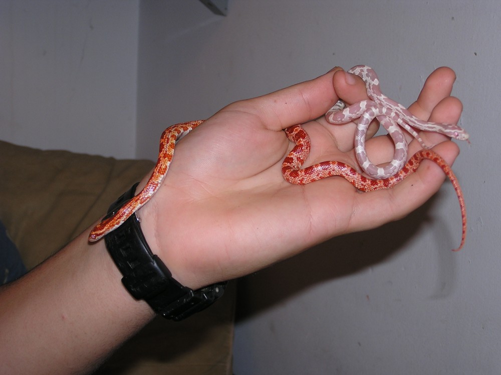 snow (female) and Red Blood Albino (male) 2 months old