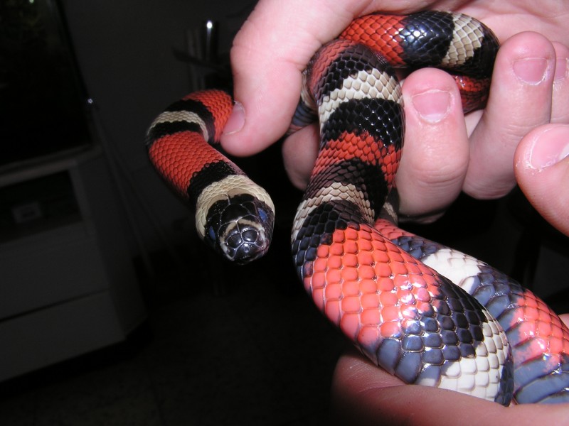 My Male Pueblan