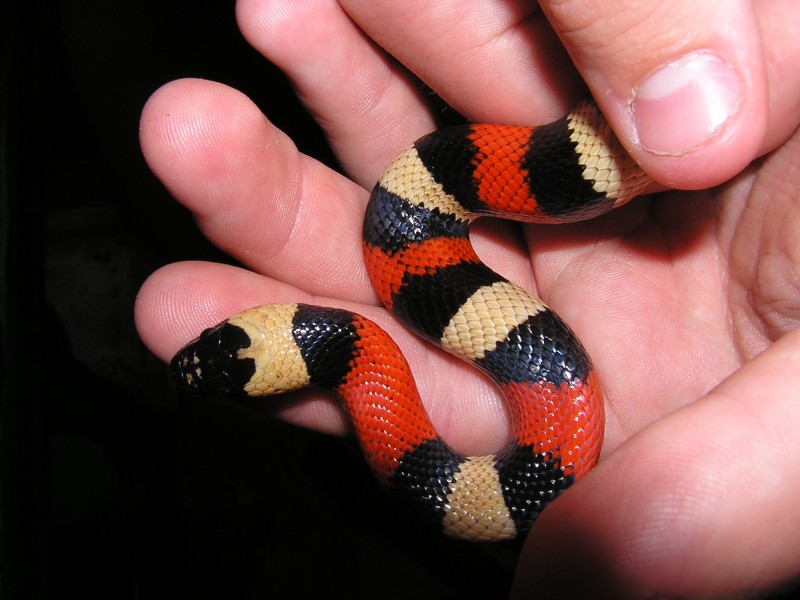 My Female Pueblan