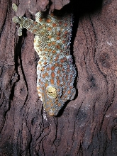 Female Tokay 1