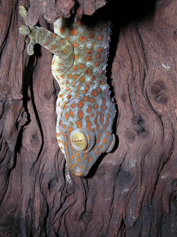 Female Tokay 1