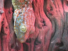 female tokay 2