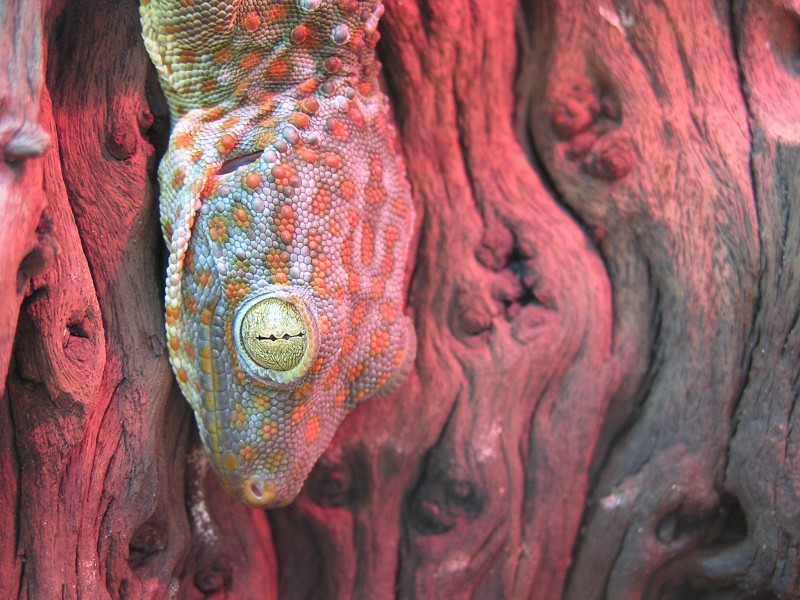 female tokay 2