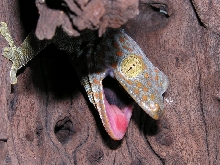 female tokay 3