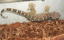 female tokay that turned to be an male :)