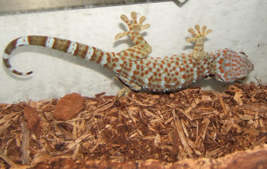 female tokay that turned to be an male :)