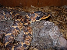 orange and black eastern hog