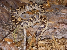 male southern hog