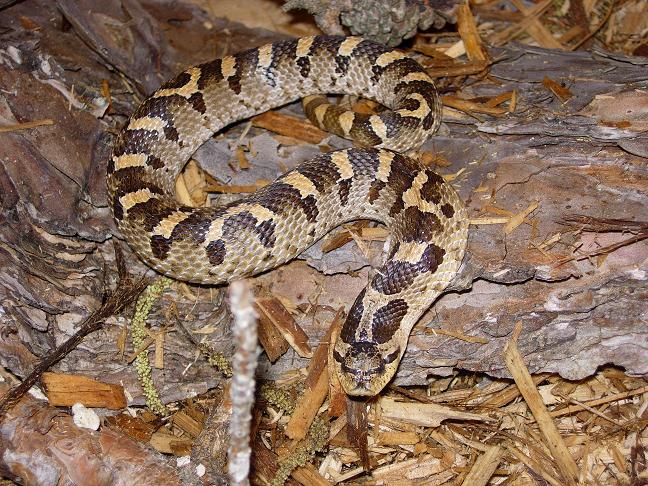 male southern hog