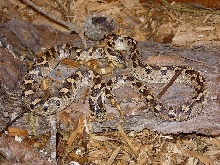 pair of southern hognose