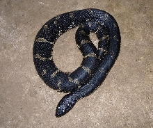 female eastern hog