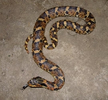 orange and black eastern hog