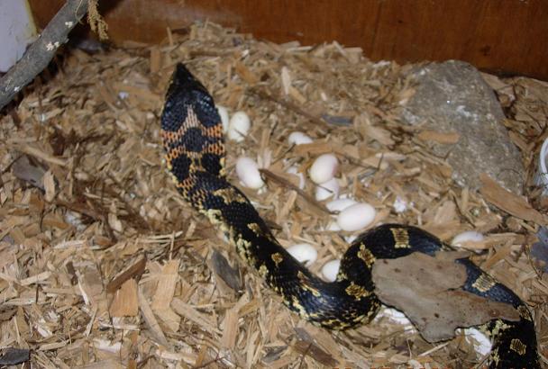 Female with eggs
