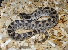 Young male S. Hog