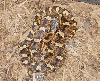 Orange and yellow E. Hognose