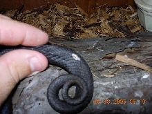 White spots on hognose