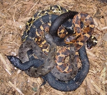 breeding group of hognose