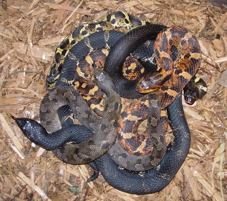breeding group of hognose