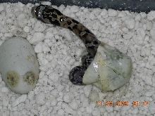 CB 05 E.hognose in egg