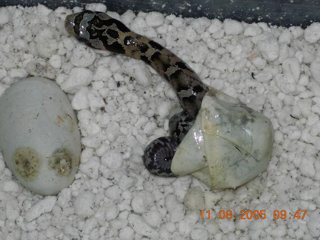 CB 05 E.hognose in egg