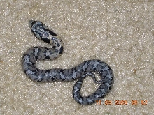 CB 05 E.hognose