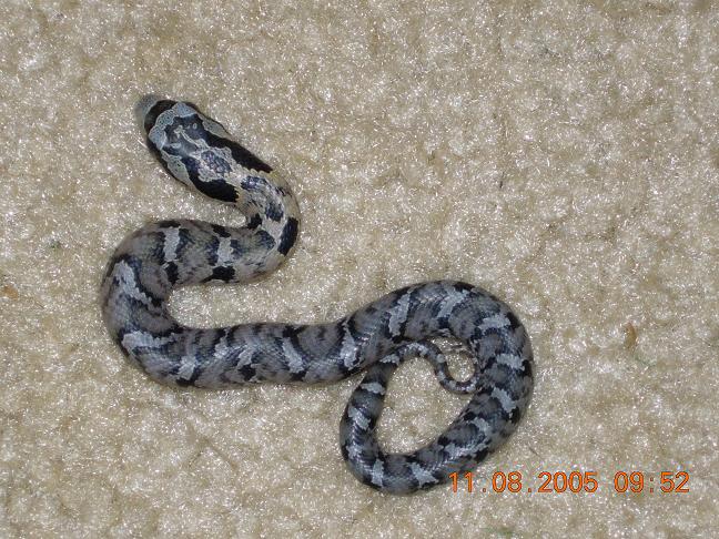 CB 05 E.hognose
