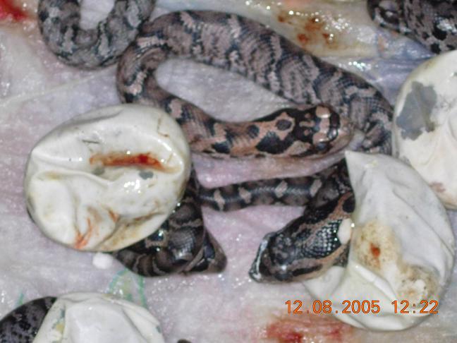 Lexington Co. CB05 babies
