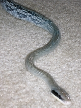 Blue Beauty