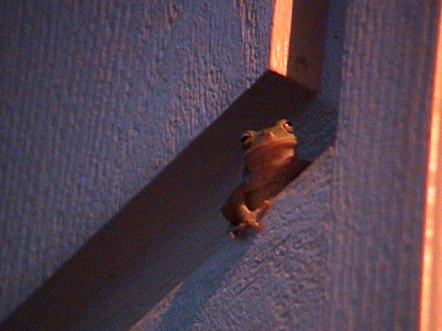 Tree frogs on our house