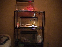 cages for 1 leopard gecko, 1 corn snake and 1 chinese fire bellied newt