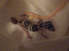 Nicholas' gecko