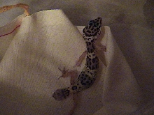 My son's first leopard gecko