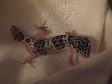 Nicholas' new leopard gecko