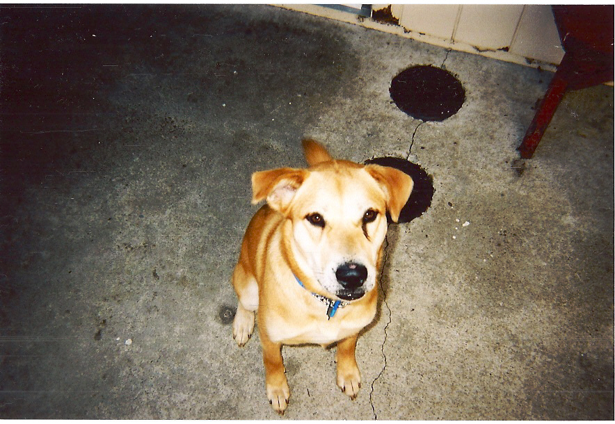 Nala