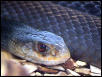 PNG Taipan