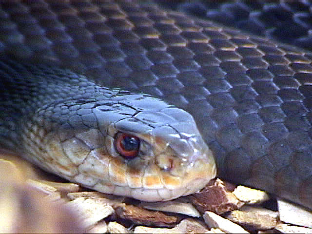 PNG Taipan