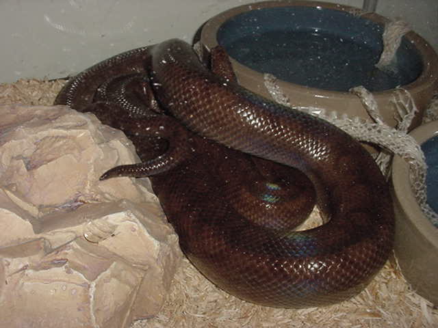 Scarlett My Colombian Rainbow