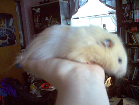 The Wonderful Cookie