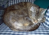 Kitty, Queen of the House