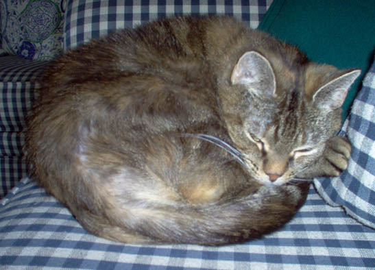 Kitty, Queen of the House