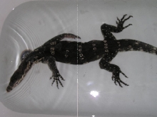water monitor