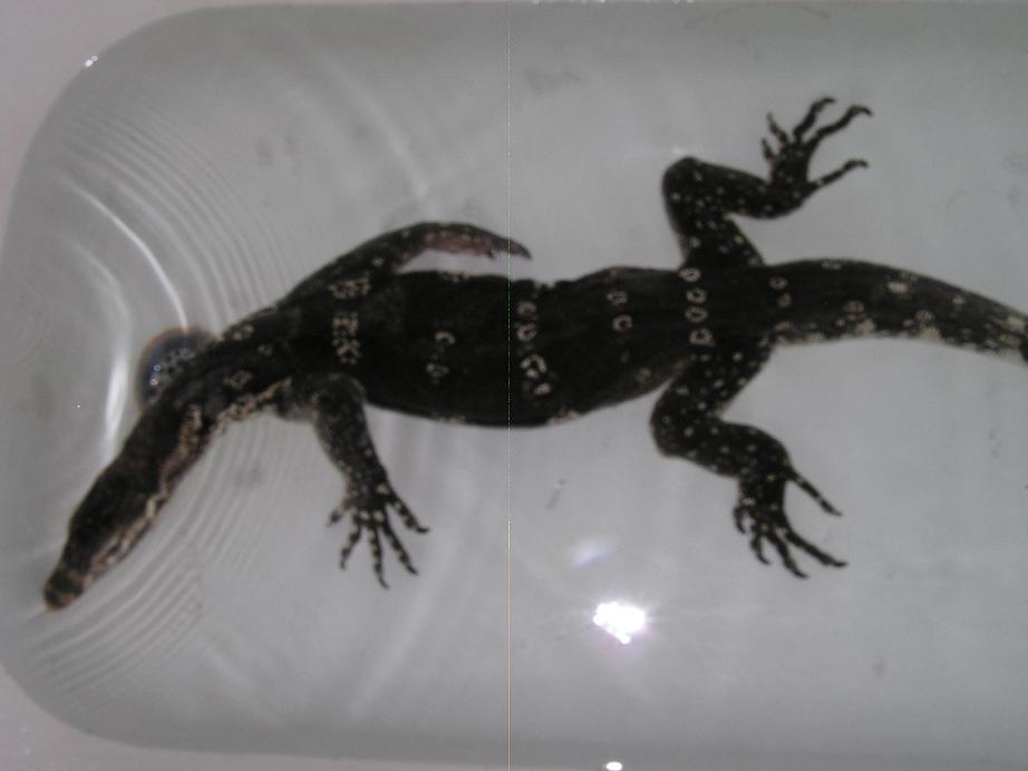 water monitor