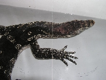 water monitor