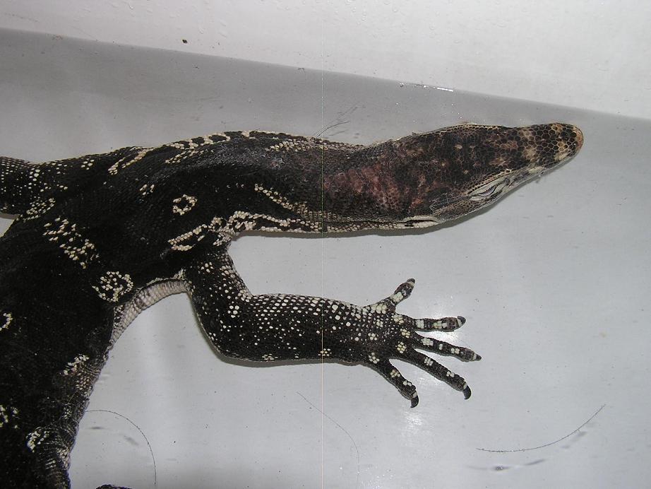water monitor
