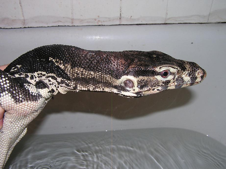 water monitor