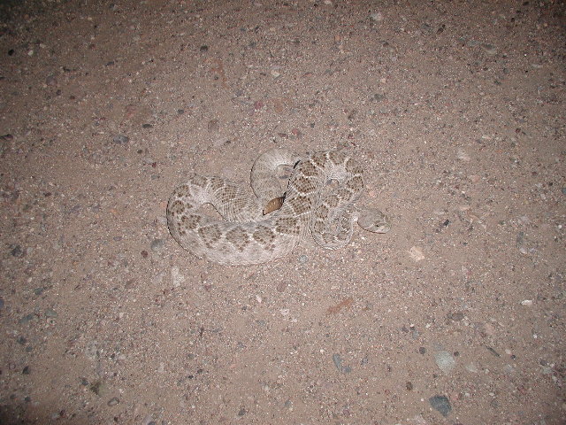 Crotalus Atrox