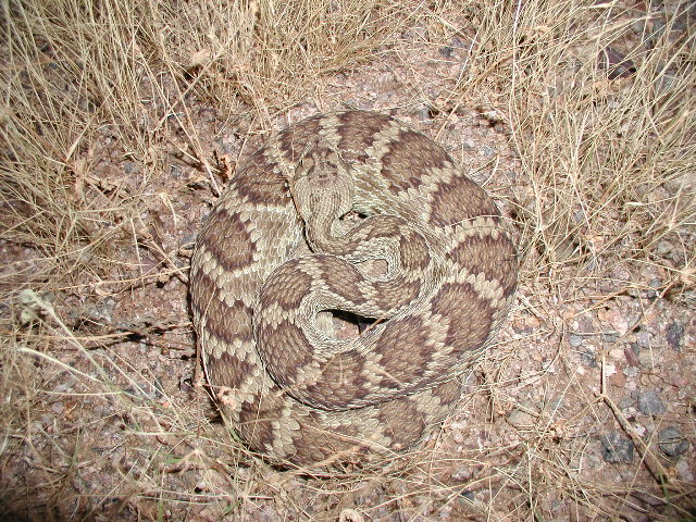 Mojave