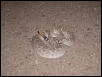 Crotalus Atrox 2