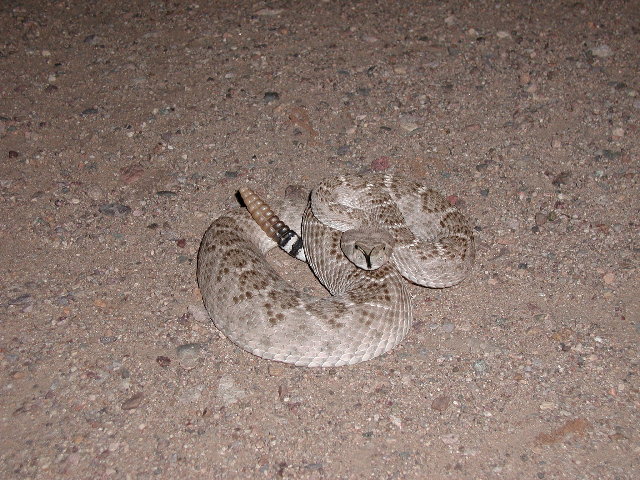 Crotalus Atrox 2
