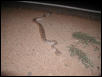 Baby Atrox 1